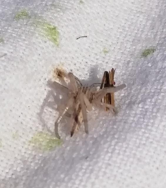 Pisaura mirabilis - csodáspók