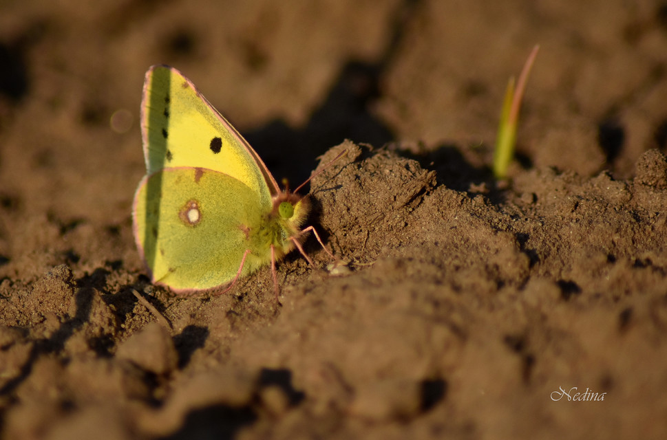 Colias erate - csángó-kéneslepke