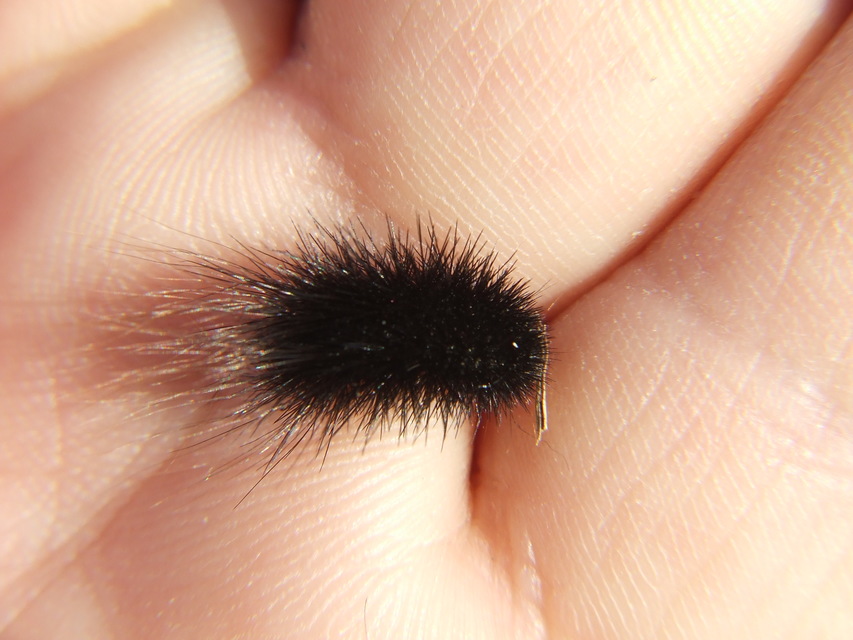 Hyphoraia aulica - barna medvelepke