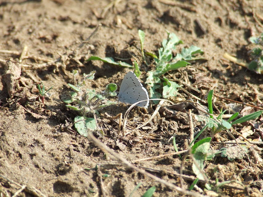 Celastrina argiolus - bengeboglárka