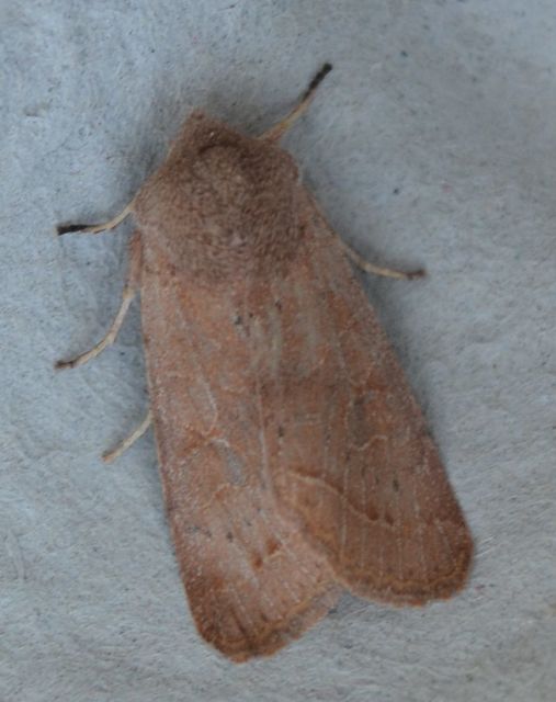 Orthosia cerasi - közepes barkabagoly