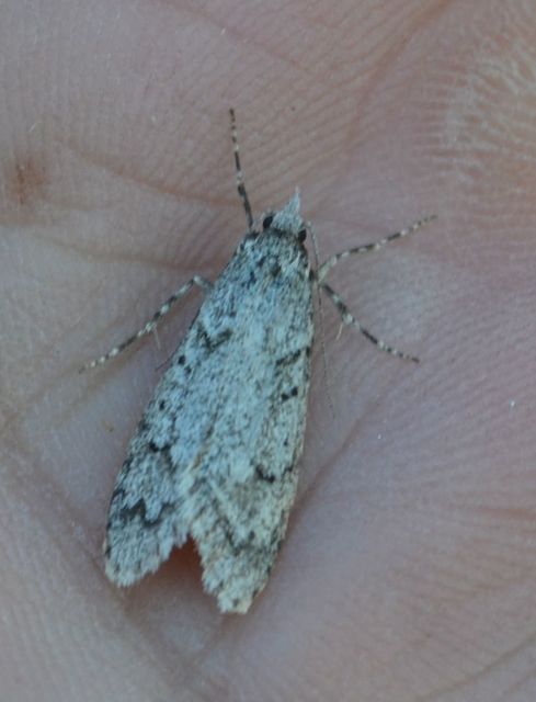 Diurnea fagella - szürke tavaszimoly
