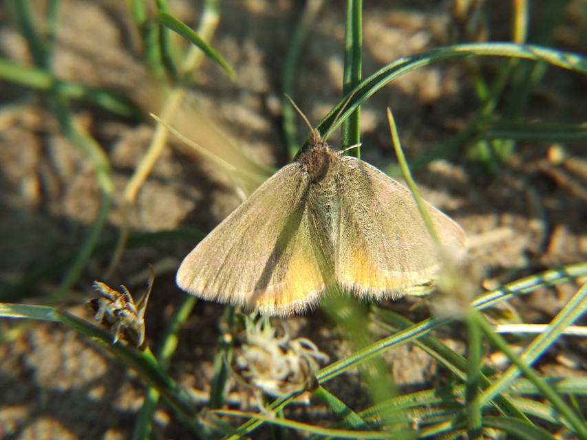 Lythria purpuraria - bíborsávos araszoló