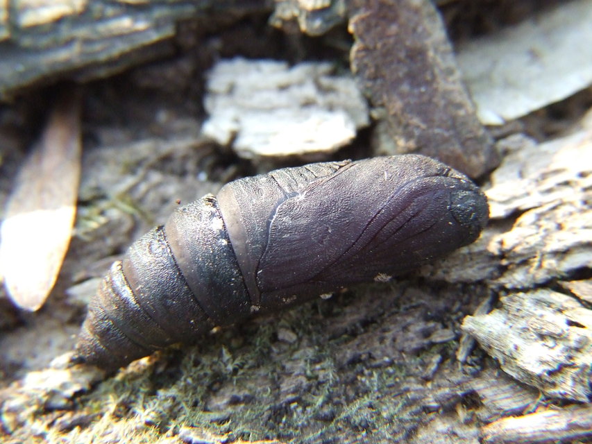 Mimas tiliae - hársfaszender