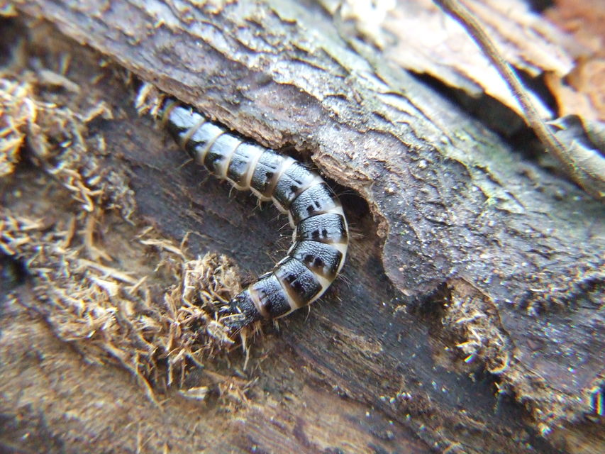Stenagostus rhombeus - rombusznyakú pattanó