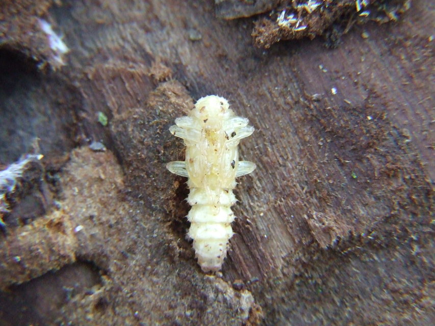 Pyrochroa coccinea - nagy bíborbogár