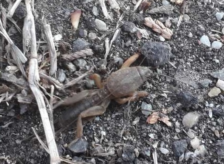 Gryllotalpa