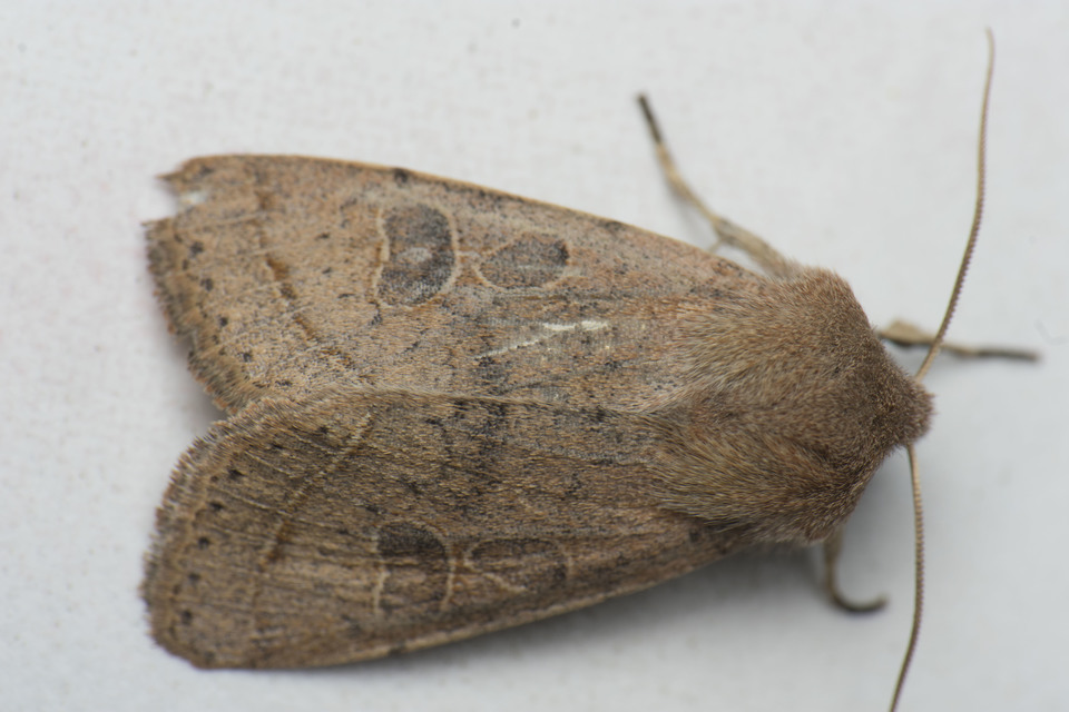 Orthosia cerasi - közepes barkabagoly