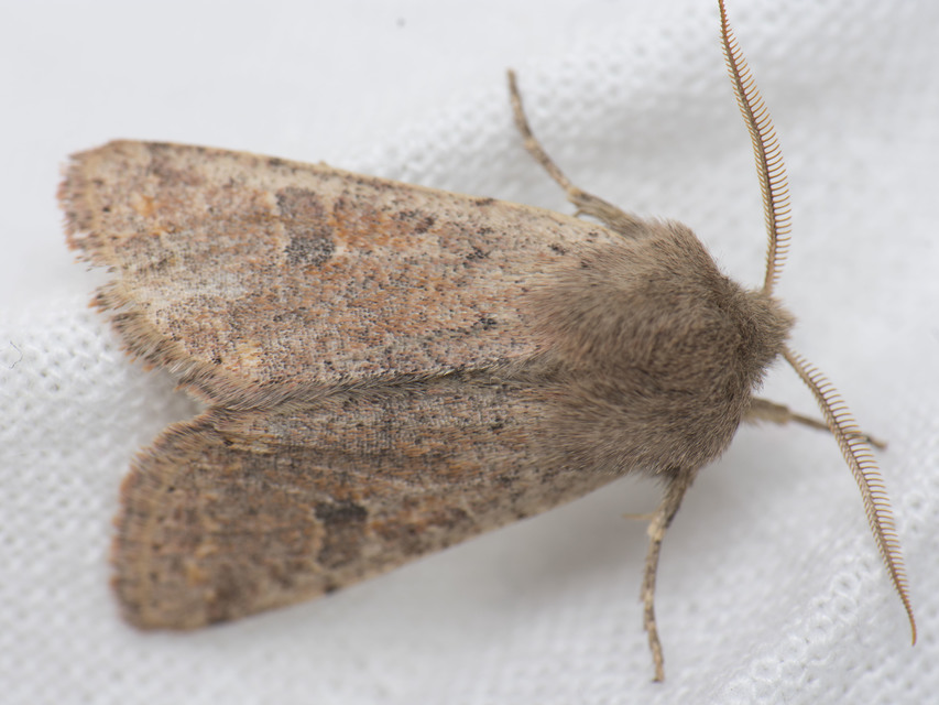 Orthosia cruda - kis barkabagoly