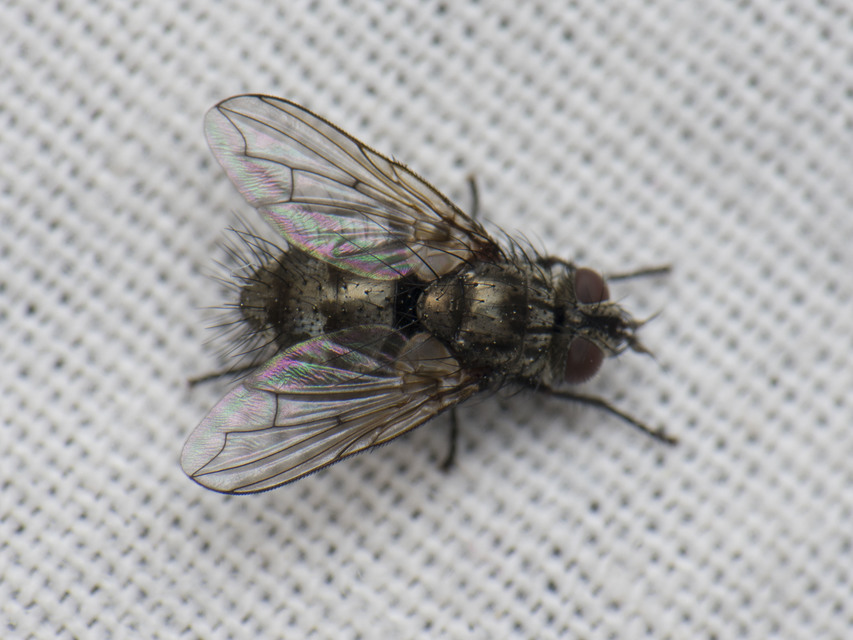 Tachinidae - fürkészlegyek