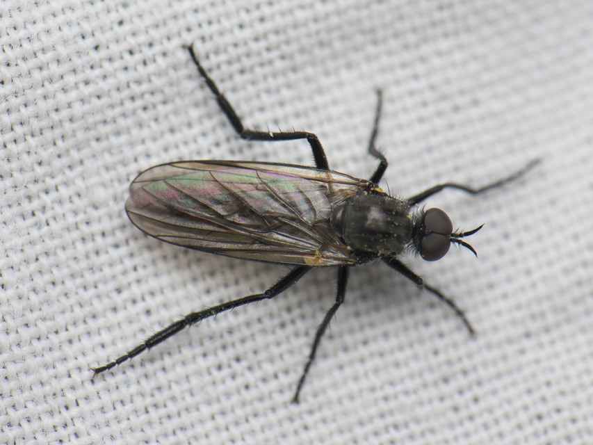 Empididae - táncoslegyek