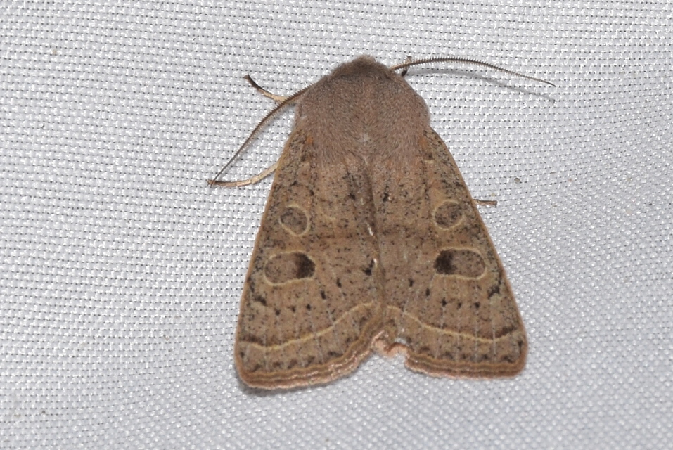 Orthosia gracilis - karcsú barkabagoly