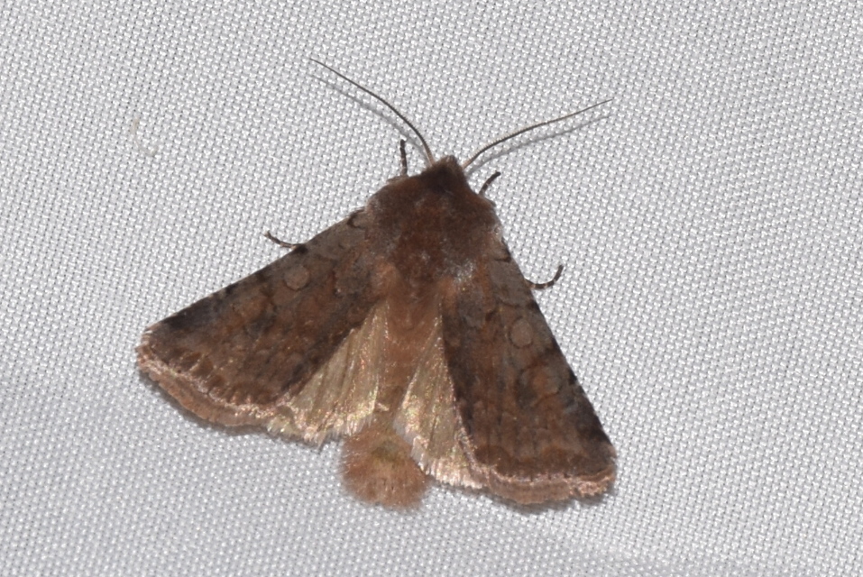 Cerastis rubricosa - vörhenyes tavaszibagoly