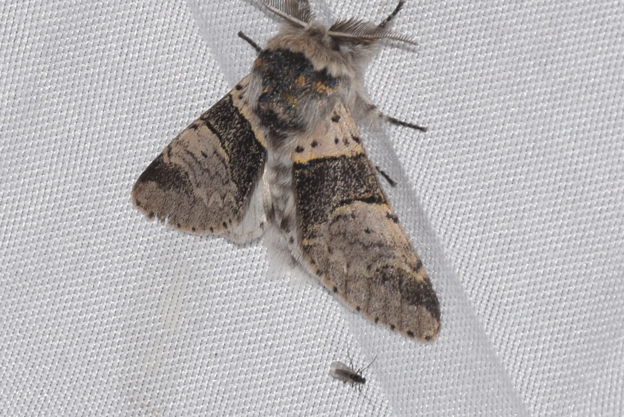Furcula furcula - szürke púposszövő