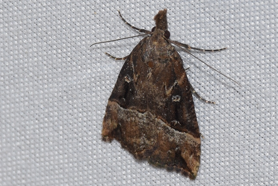 Hypena rostralis - közönséges karcsúbagoly