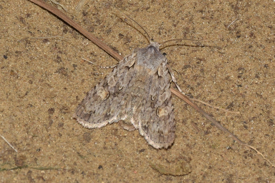 Lithophane ornitopus - közönséges fabagoly