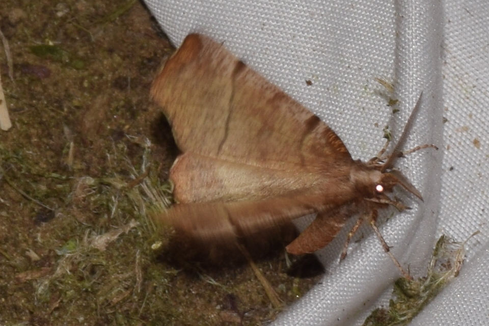 Selenia dentaria - kétfoltos holdasaraszoló