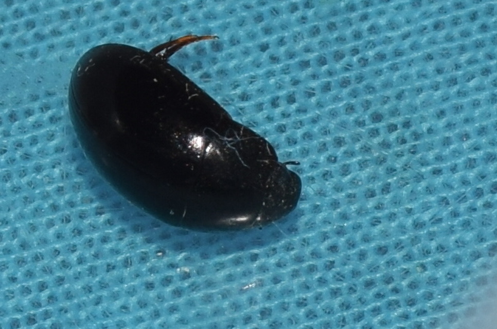 Limnoxenus niger - fekete csibor
