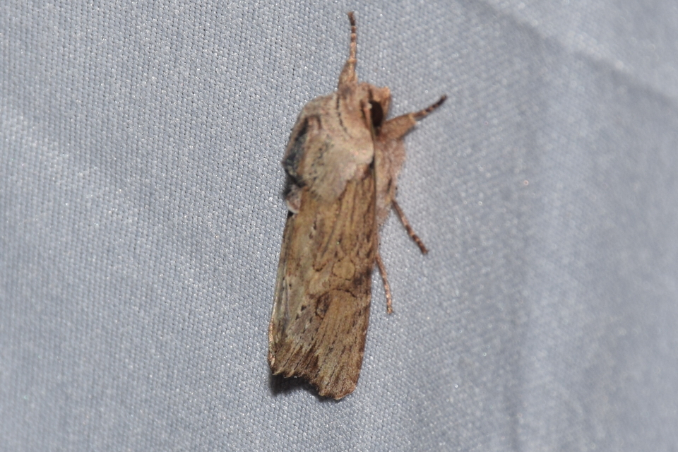 Egira conspicillaris - változékony szürkebagoly