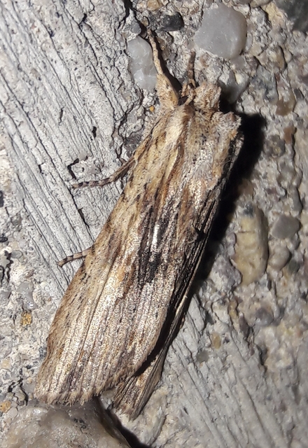 Lithophane socia - barna fabagoly