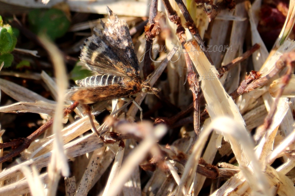 Pyrausta despicata - réti bíbormoly