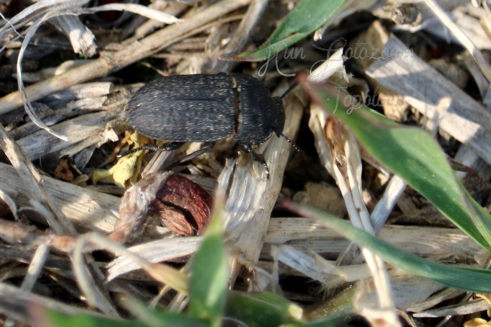 Opatrum sabulosum - sároshátú gyászbogár