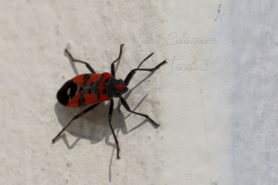 Lygaeus equestris/simulans