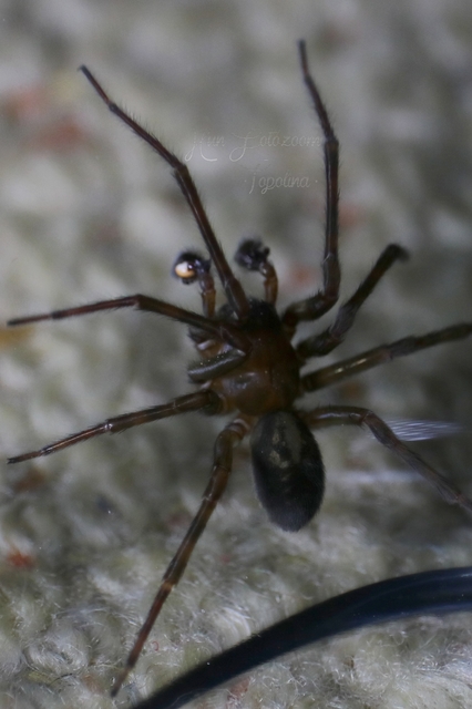 Amaurobius ferox - nagy eretnekpók
