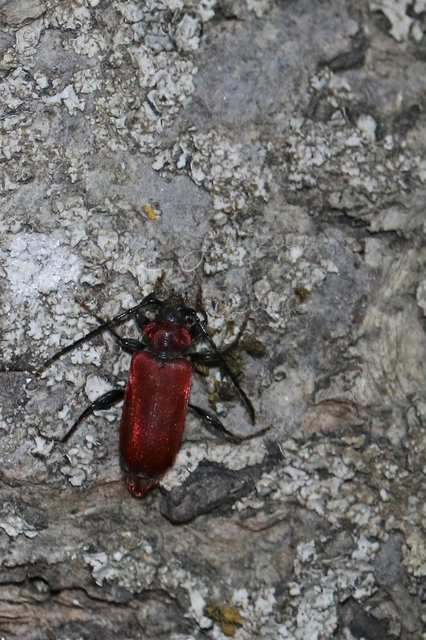 Pyrrhidium sanguineum - tűzpiros facincér
