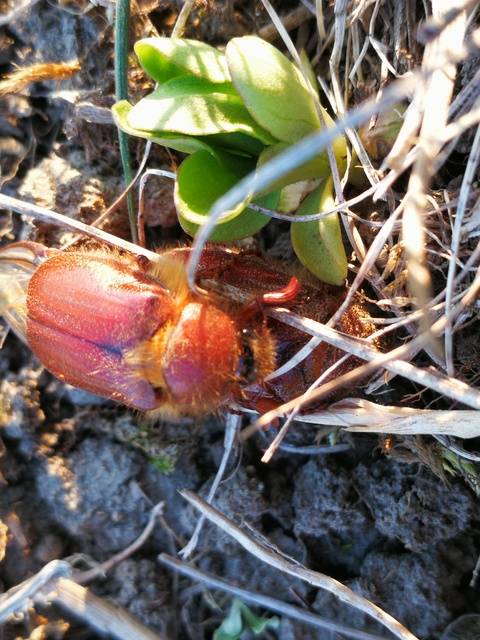Holochelus aequinoctialis - tavaszeleji cserebogár