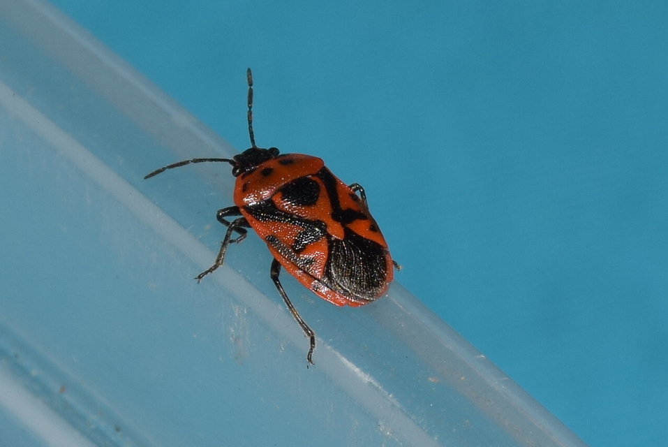 Eurydema ornata - díszespoloska Eurydema ornata - díszespoloska