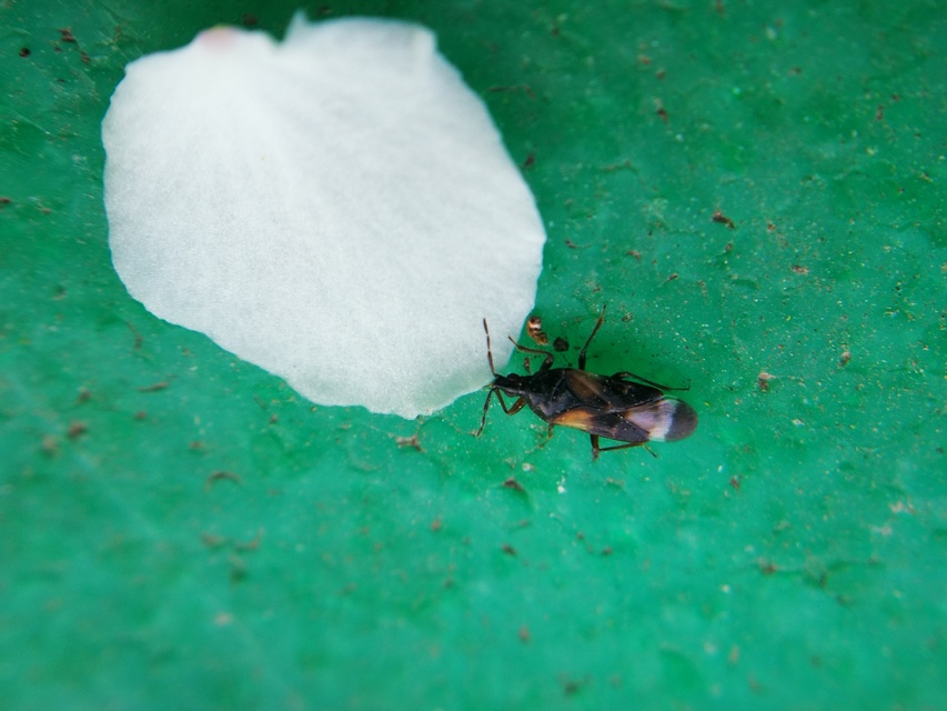 Anthocoridae - virágpoloskák Anthocoridae - virágpoloskák