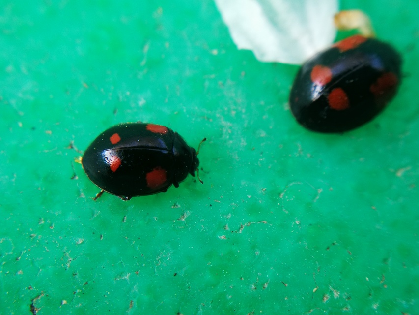 Adalia bipunctata - kétpettyes katica
