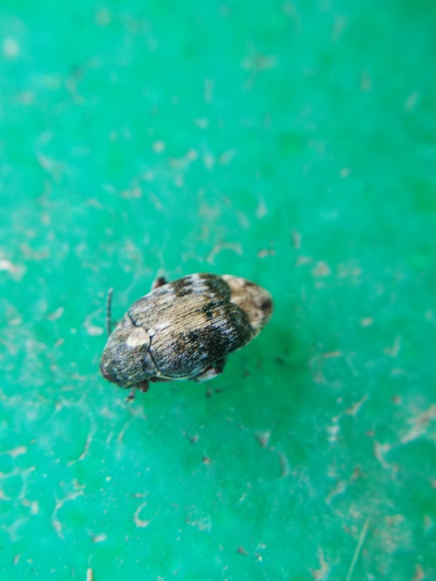 Megabruchidius dorsalis - foltoshátú lepényfazsizsik