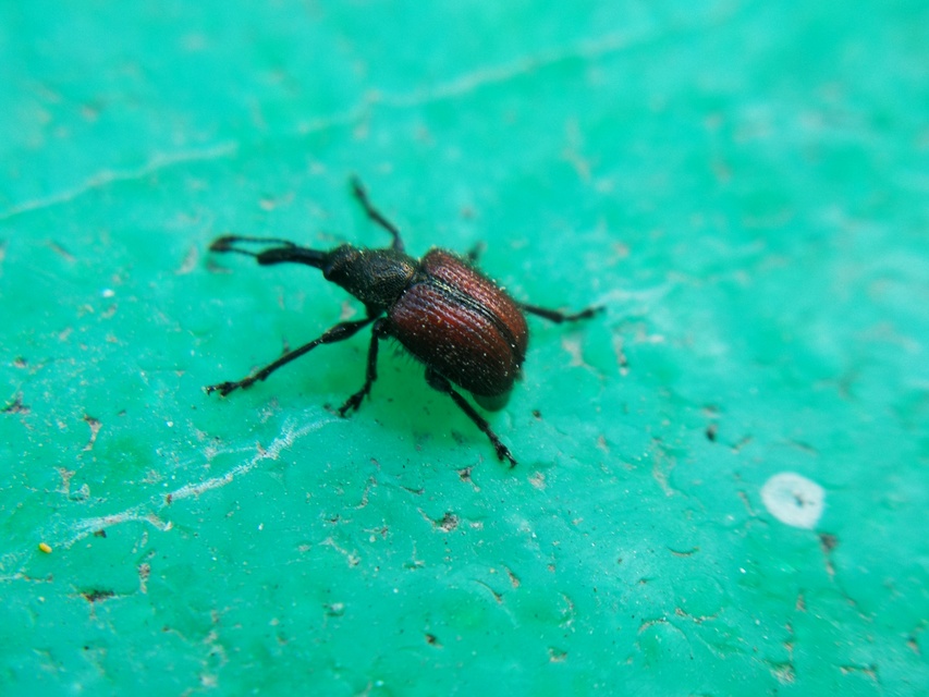 Tatianaerhynchites aequatus - piros kökényeszelény