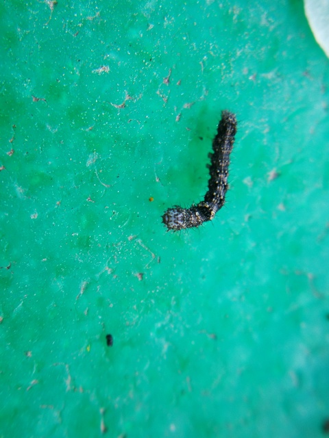 Apocheima pilosaria - zöldes tavasziaraszoló