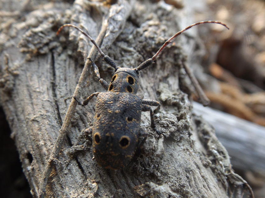 Mesosa curculionoides - szemfoltos cincér