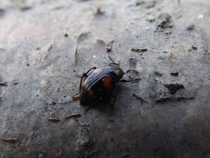 Scaphidium quadrimaculatum - négyfoltos sajkabogár