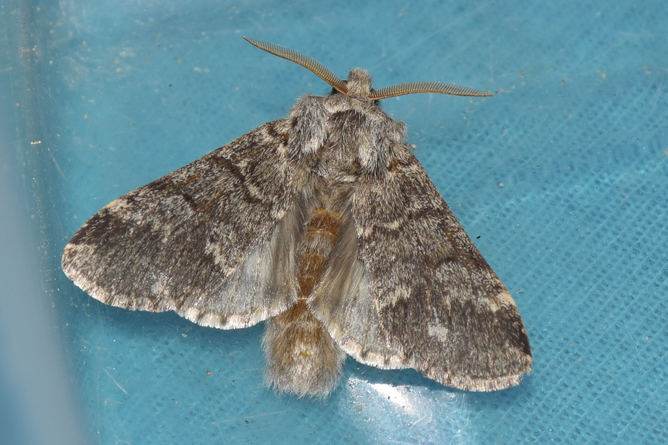 Drymonia ruficornis - cserfa-púposszövő
