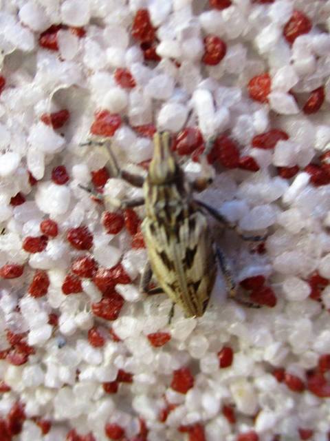Coniocleonus nigrosuturatus - nyíljegyes barkó
