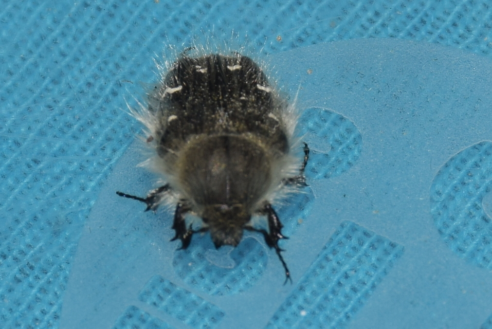 Tropinota hirta - bundás virágbogár