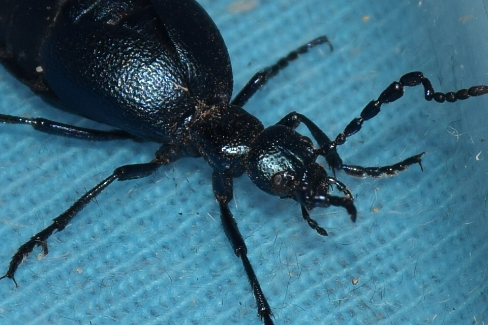 Meloe violaceus - kék nünüke