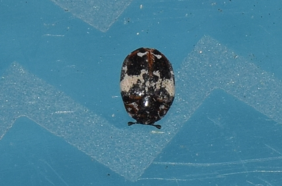 Anthrenus pimpinellae - virágjáró múzeumbogár