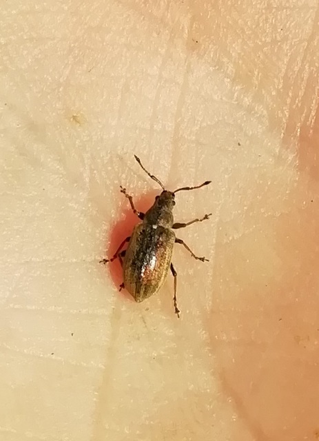 Phyllobius pyri - gyümölcsfa-levélormányos