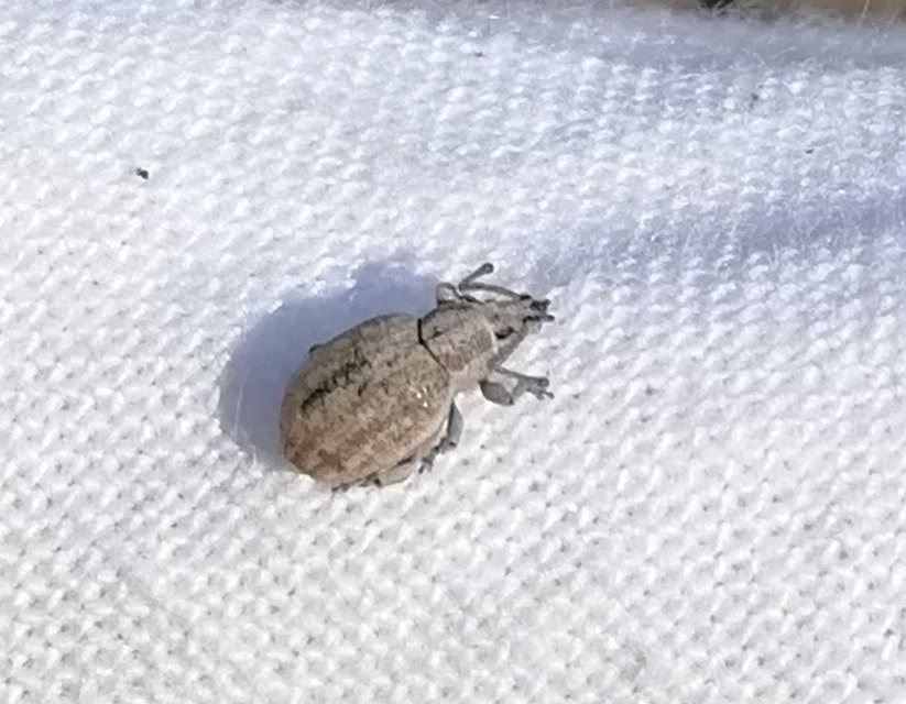 Peritelus familiaris - nagy kendermagbogár
