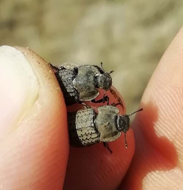 Opatrum sabulosum - sároshátú gyászbogár