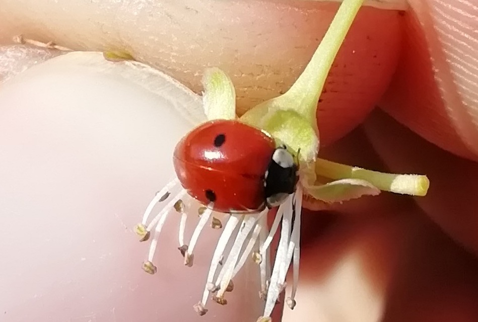 Adalia bipunctata - kétpettyes katica
