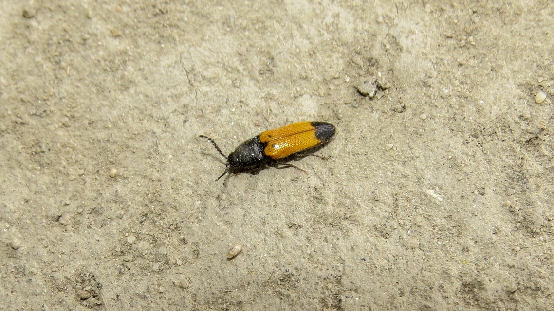 Ampedus elegantulus - csinos pattanó