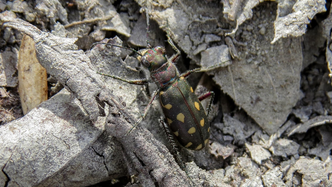 Calomera littoralis nemoralis - sziki homokfutrinka