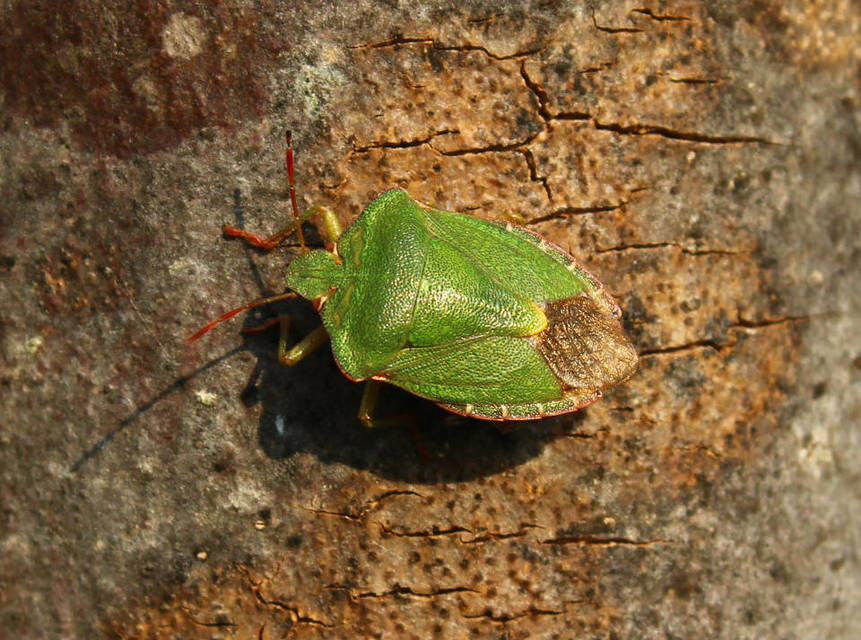 Palomena prasina - zöld bogyómászó-poloska Palomena prasina - zöld bogyómászó-poloska